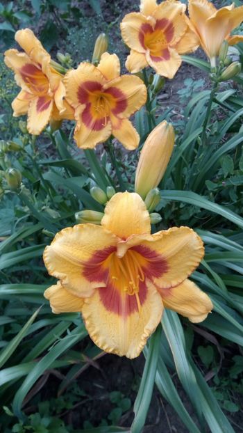  - 2018 Hemerocallisi