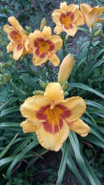 Fooled me - 2018 Hemerocallisi