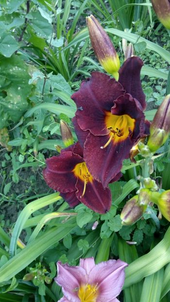  - 2018 Hemerocallisi