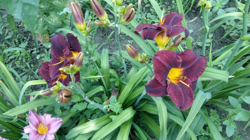  - 2018 Hemerocallisi