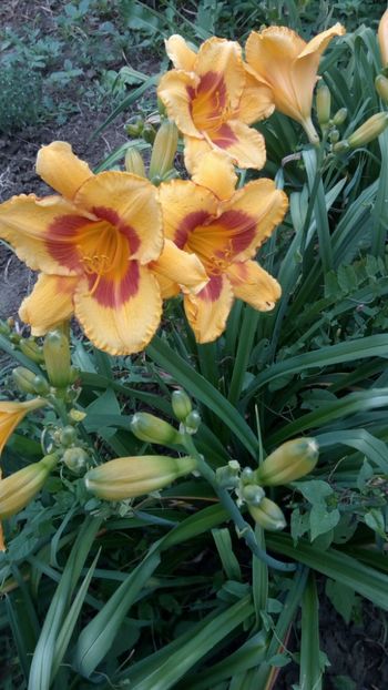  - 2018 Hemerocallisi