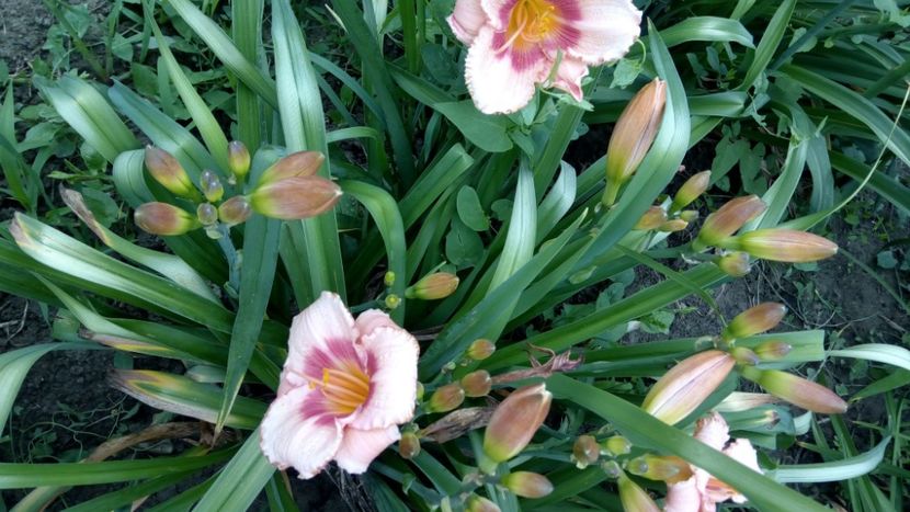  - 2018 Hemerocallisi