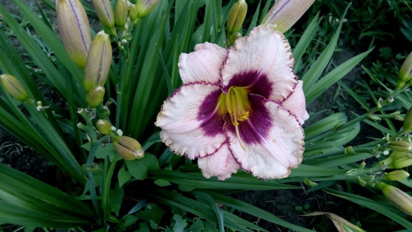  - 2018 Hemerocallisi