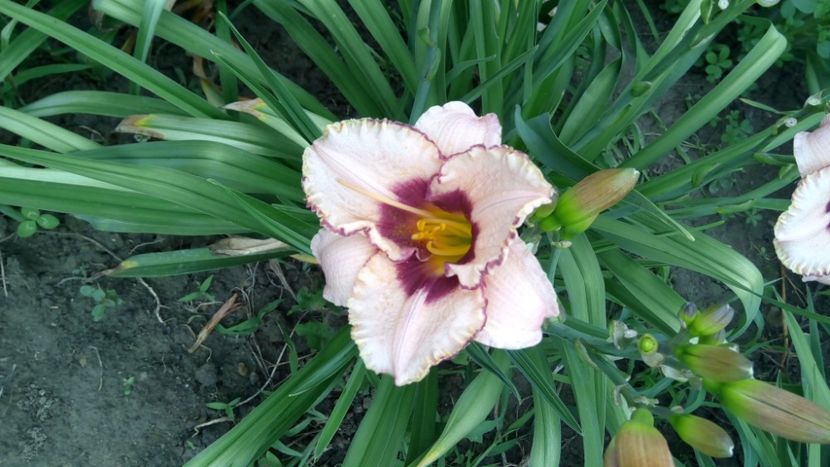  - 2018 Hemerocallisi