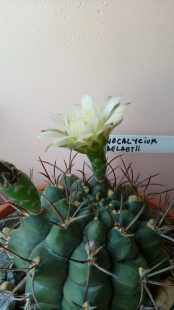 06.06.2018 - Gymnocalycium delaetii