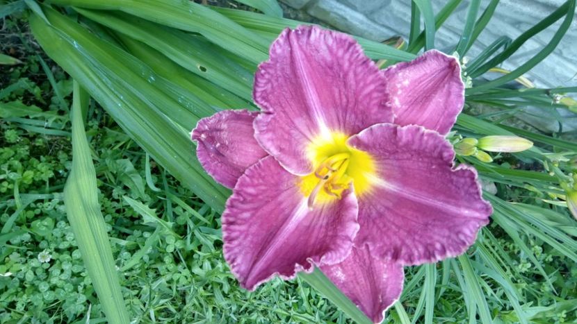  - 2018 Hemerocallisi