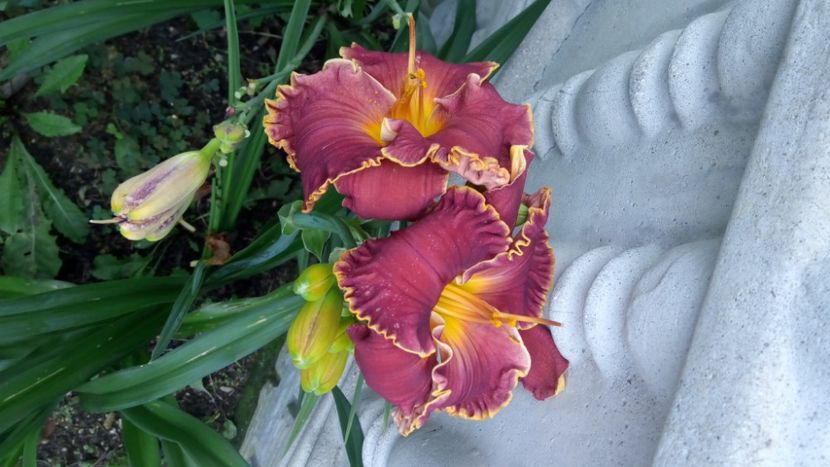  - 2018 Hemerocallisi