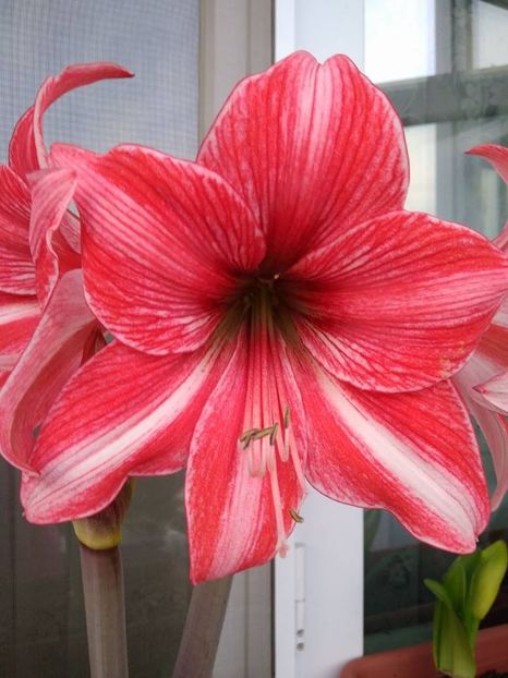 Amaryllis Papillio - AMARYLLIS