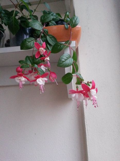  - Fuchsia