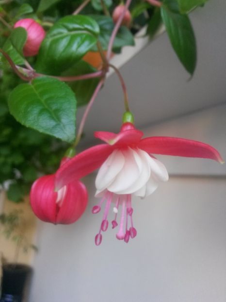  - Fuchsia