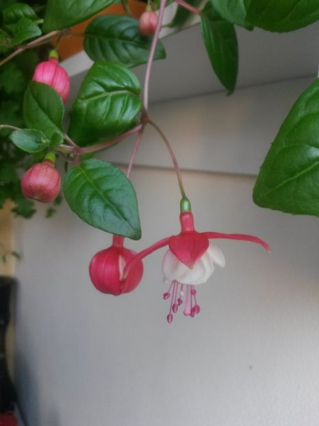 - Fuchsia