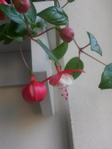  - Fuchsia