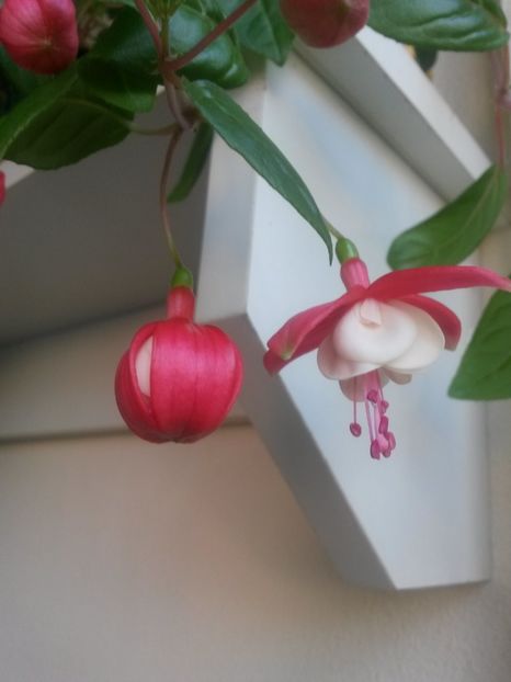  - Fuchsia