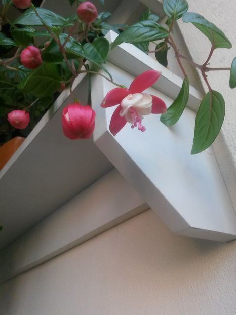  - Fuchsia