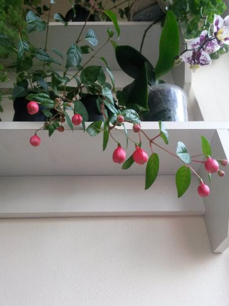  - Fuchsia