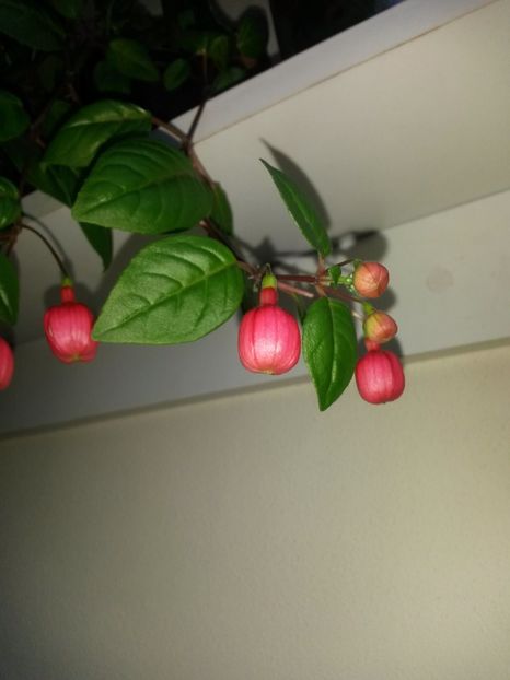  - Fuchsia