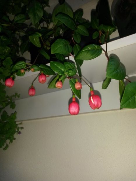  - Fuchsia