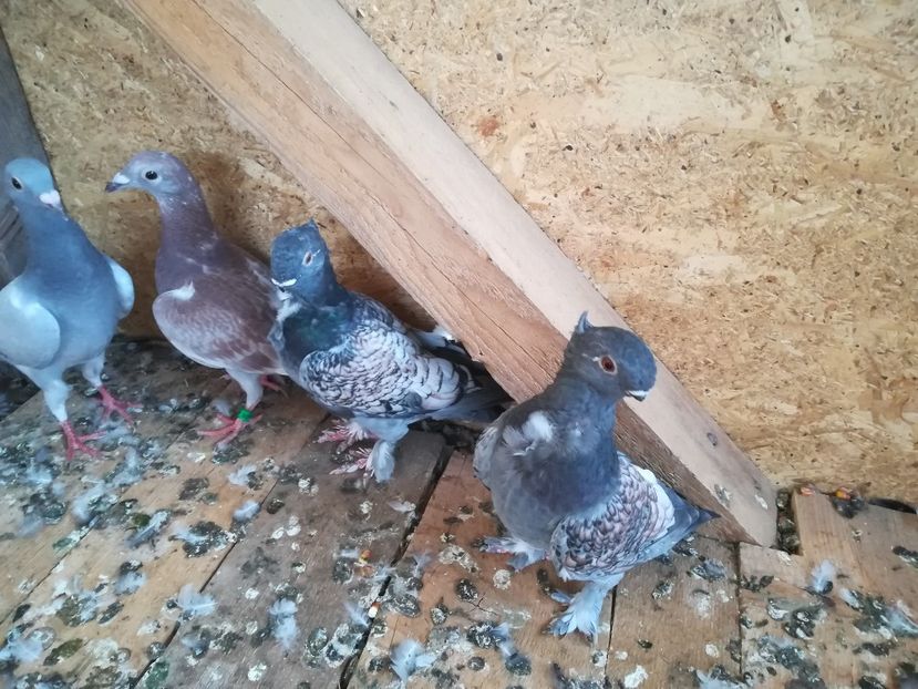  - De vânzare pui Satineti și blondineti 2018