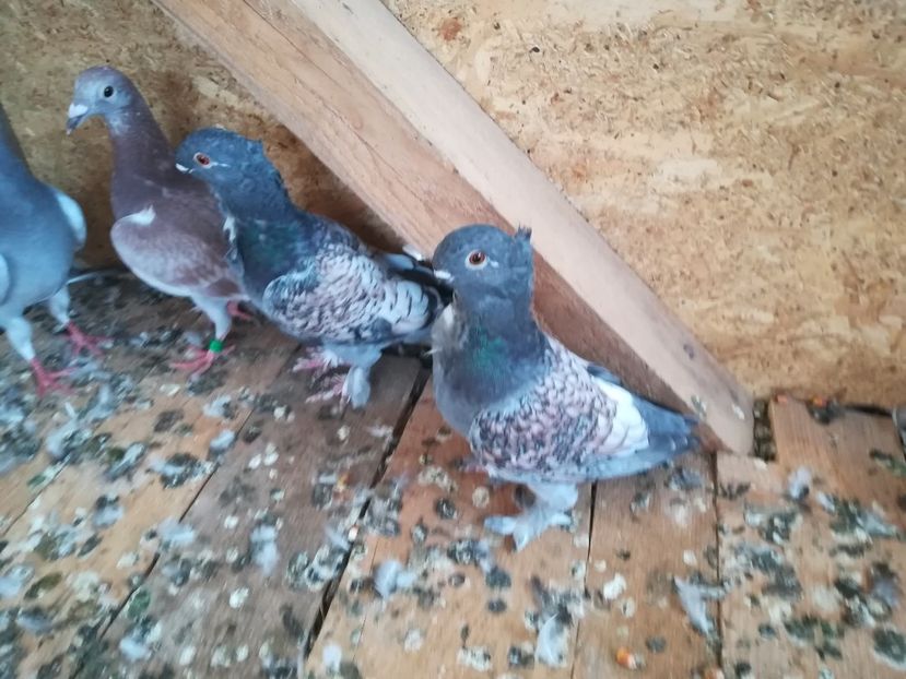  - De vânzare pui Satineti și blondineti 2018