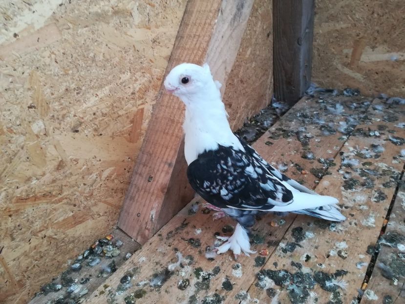  - De vânzare pui Satineti și blondineti 2018