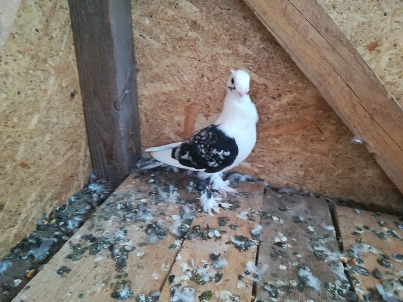  - De vânzare pui Satineti și blondineti 2018