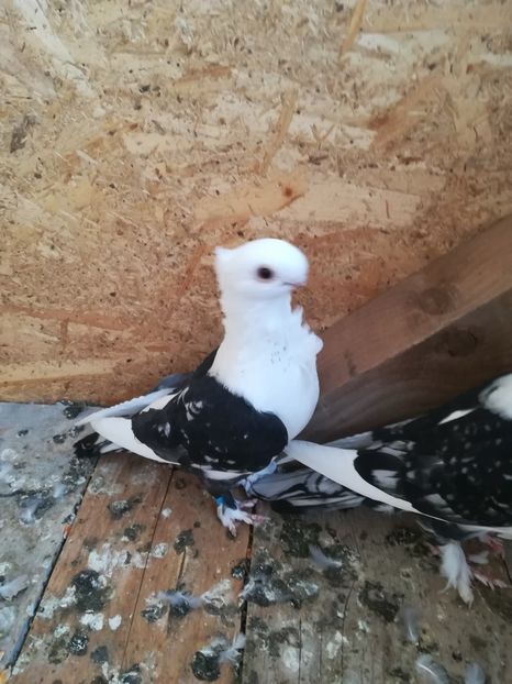  - De vânzare pui Satineti și blondineti 2018