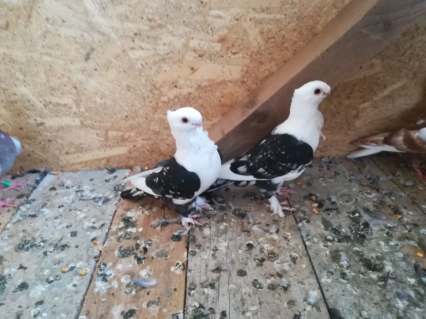  - De vânzare pui Satineti și blondineti 2018