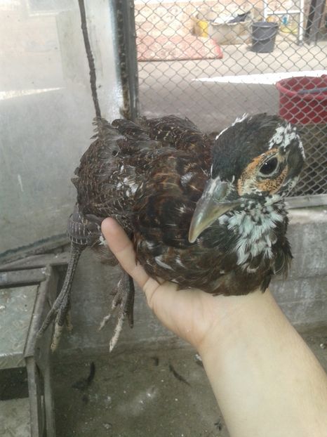 1530557372314-1997232837 - Xz- pui de fazan