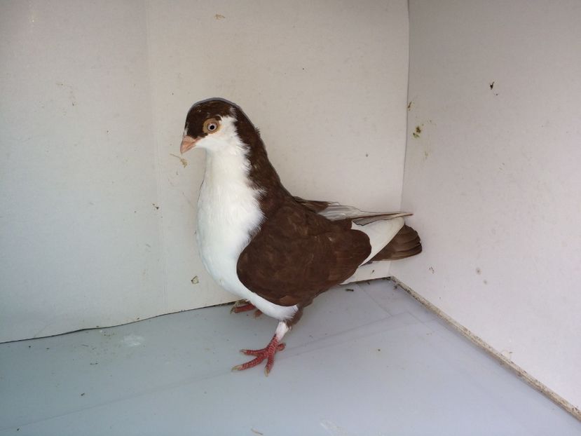 7061  femelă  2018_1 - tineret 2018