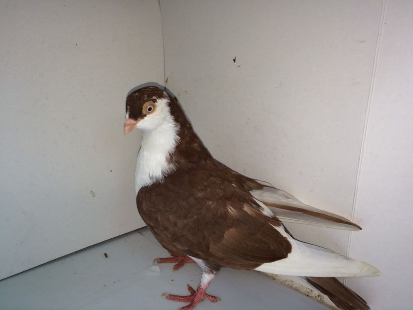 7061  femelă  2018_2 - tineret 2018