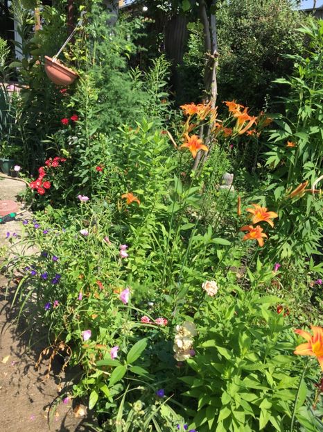 7C3977C8-85A1-47EE-BA91-975643E7734E - Flori de vara 2018