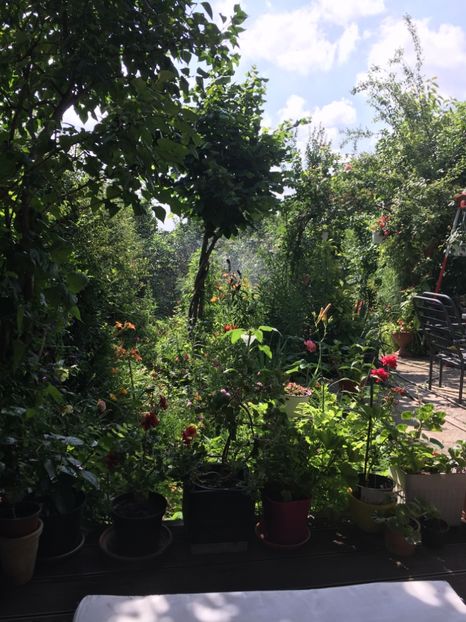 D42F6A85-C3EF-4C75-A878-7D67E1EBA9EE - Flori de vara 2018