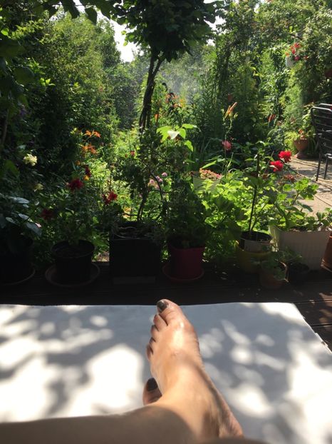 3A56A5FA-8BF5-44A2-B364-4CC912443080 - Flori de vara 2018