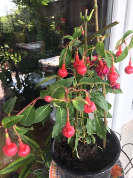 Dolarprinzessin - Fucsii 2018