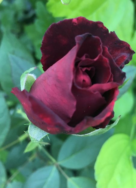 Black - Trandafiri 2018 ll