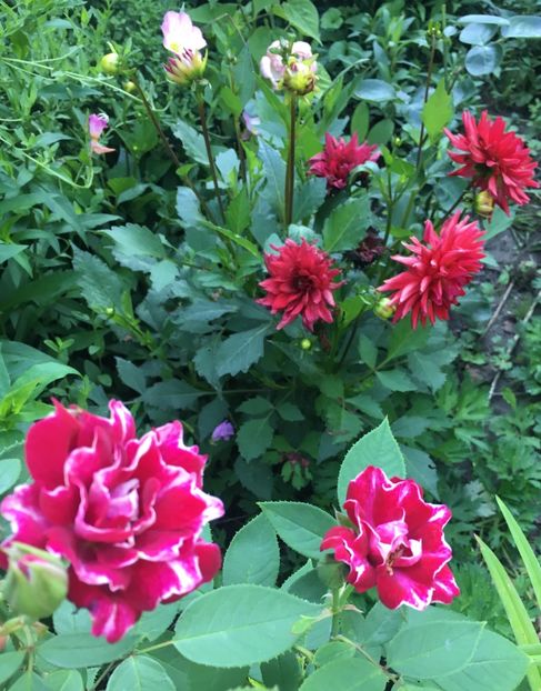 Roger lambelin - Trandafiri 2018 ll