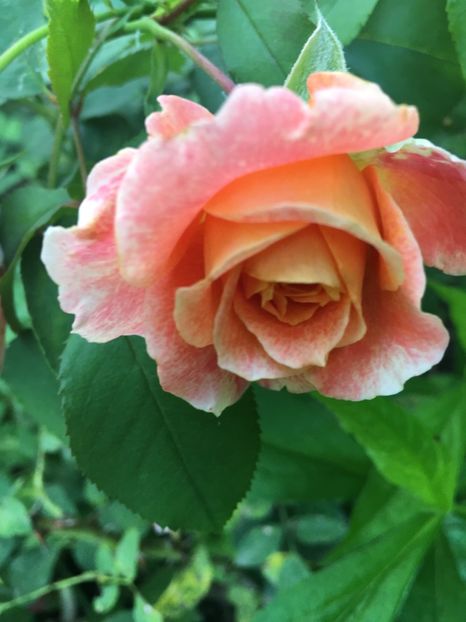 Jef - Trandafiri 2018 ll