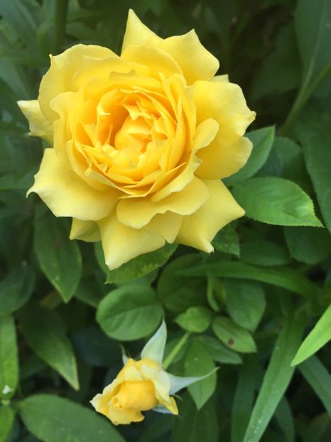 golden - Trandafiri 2018 ll