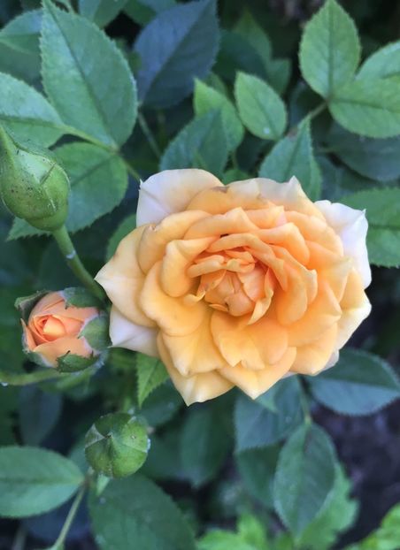 A0208A32-3203-46A2-BFAE-C6BB8689BFAE - Trandafiri mini