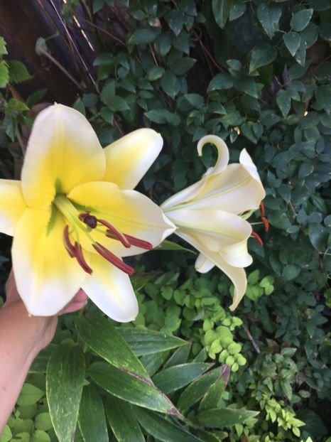 70CCE80D-DAE2-4B02-8E49-BFD9CE045C09 - Crini in gradina