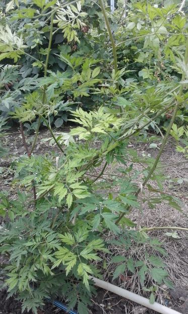  - 59 MUR THORNLESS EVERGREEN