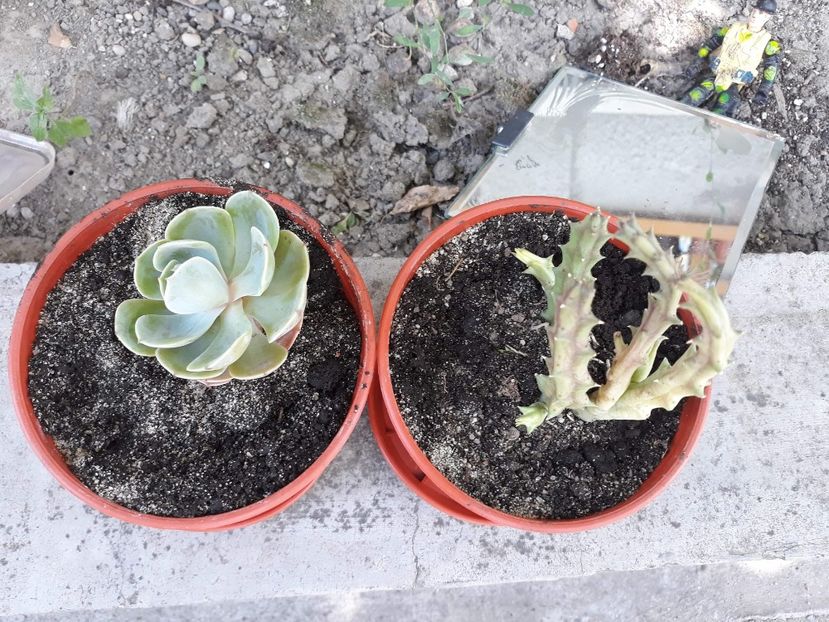 Multumesc dnei Marina Bolintinu - Plantutele mele