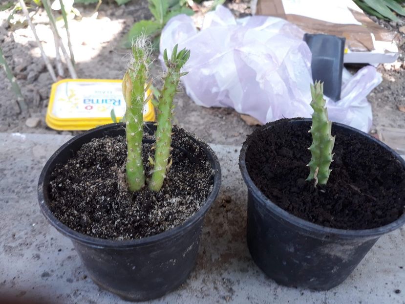 Multumesc dnei Marina Bolintinu - Plantutele mele
