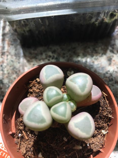 15 lei - De vanzare 2018