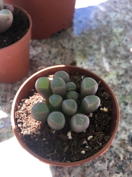 15 lei - De vanzare 2018