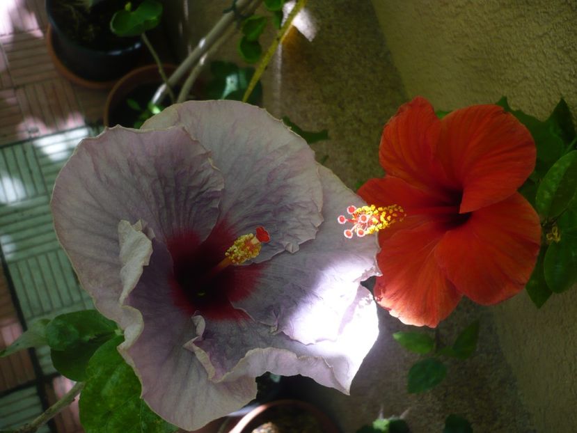 P1380461 - HIBISCUSI 2018-2