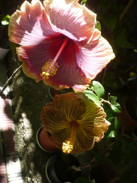 P1380462 - HIBISCUSI 2018-2