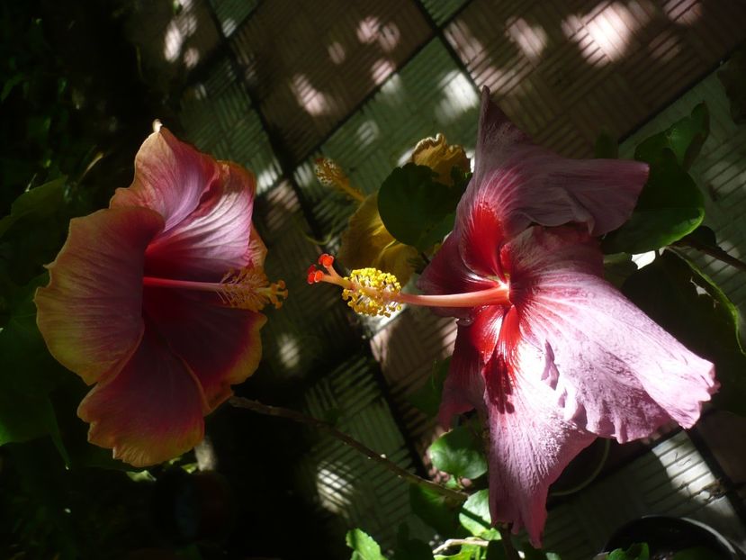 P1380465 - HIBISCUSI 2018-2