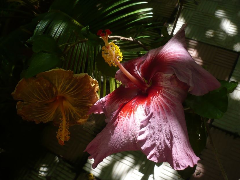 P1380466 - HIBISCUSI 2018-2