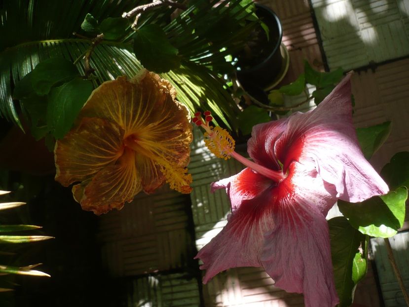 P1380467 - HIBISCUSI 2018-2